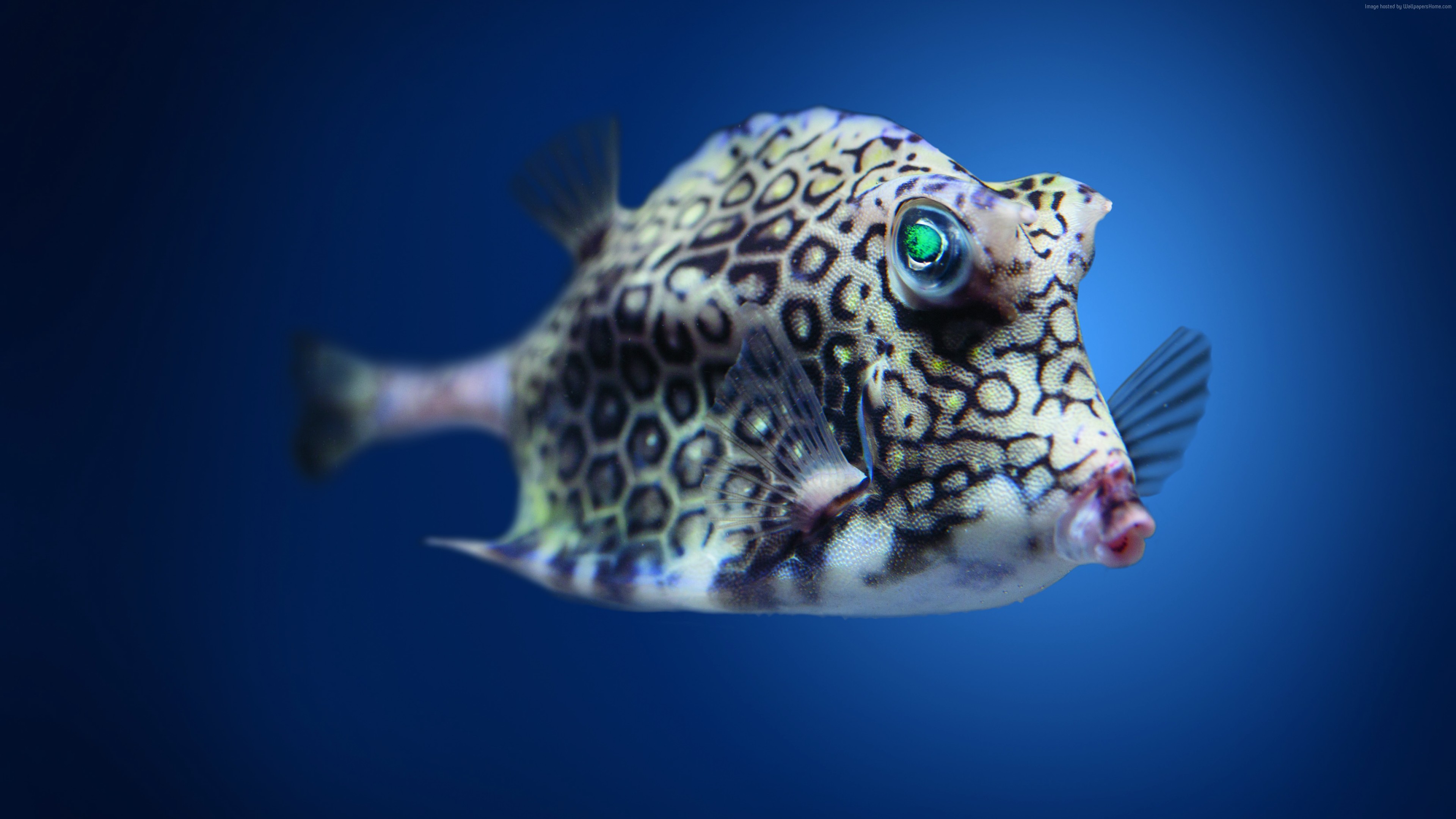 Wallpaper Boxfish, cowfish, Atlantic, Indian, Pacific, ocean, underwater, fish, blue water, diving, tourism, World&